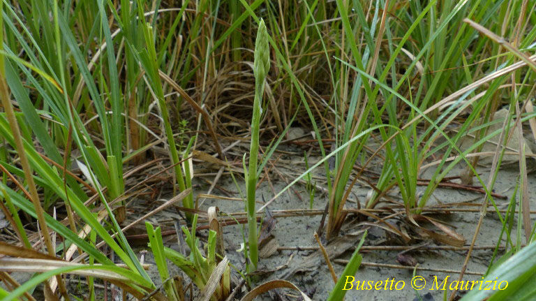 Spiranthes spiralis (La piccolina...)